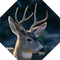 Deer Fence